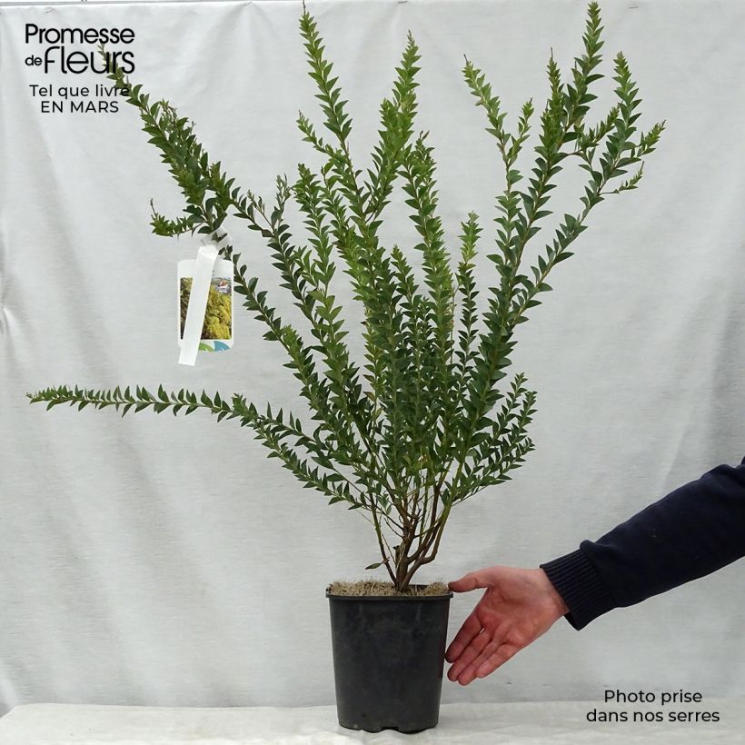 Exemplar von Acacia pravissima - Akazie Topf mit 3L/4L wie im Frühjahr geliefert