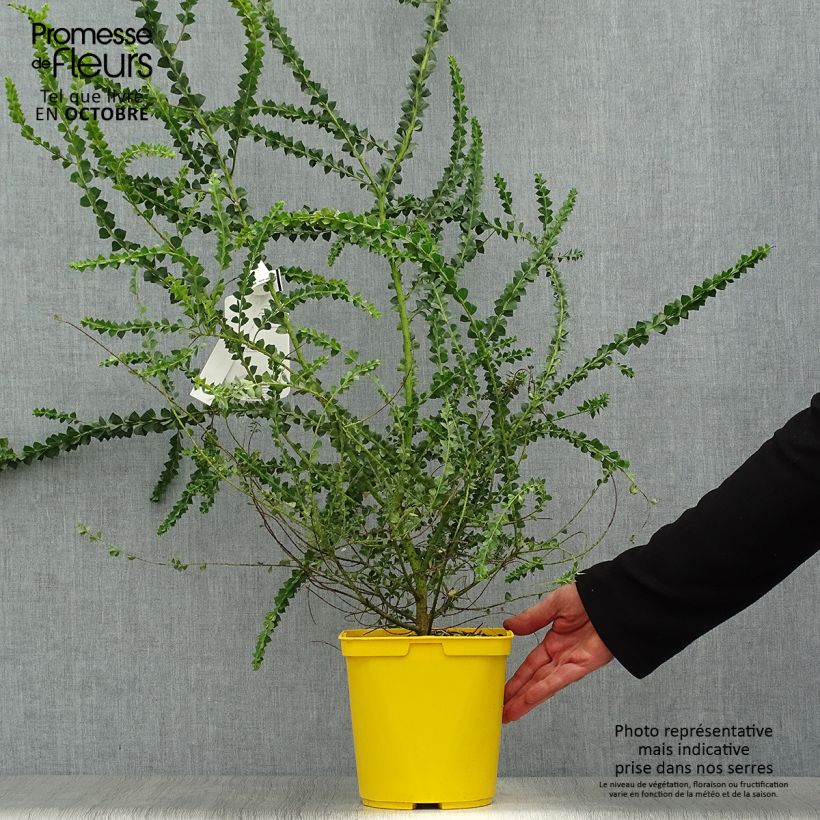 Exemplar von Acacia pravissima - Akazie Topf mit 3L/4L wie im Herbst geliefert