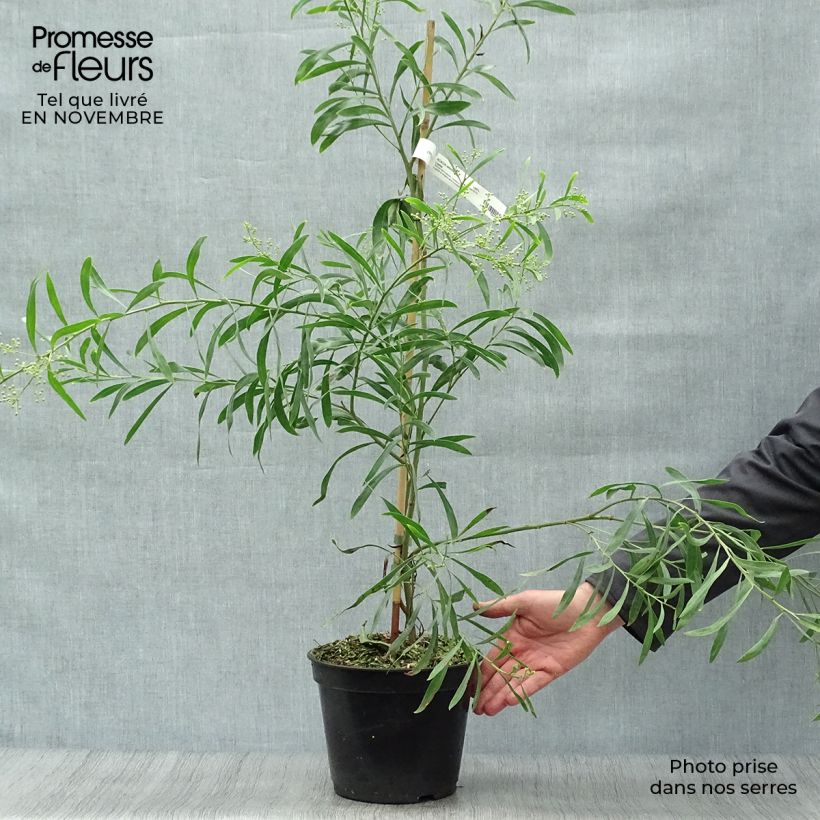 Exemplar von Acacia retinodes Lisette - Akazie Topf mit 2L/3L wie im Herbst geliefert