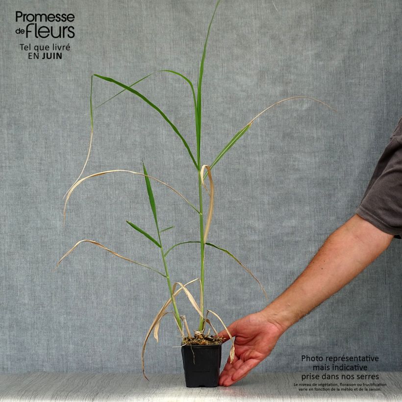 Exemplar von Riesen-Chinaschilf - Miscanthus giganteus Kleine Töpfe von 8/9 cm wie im Sommer geliefert