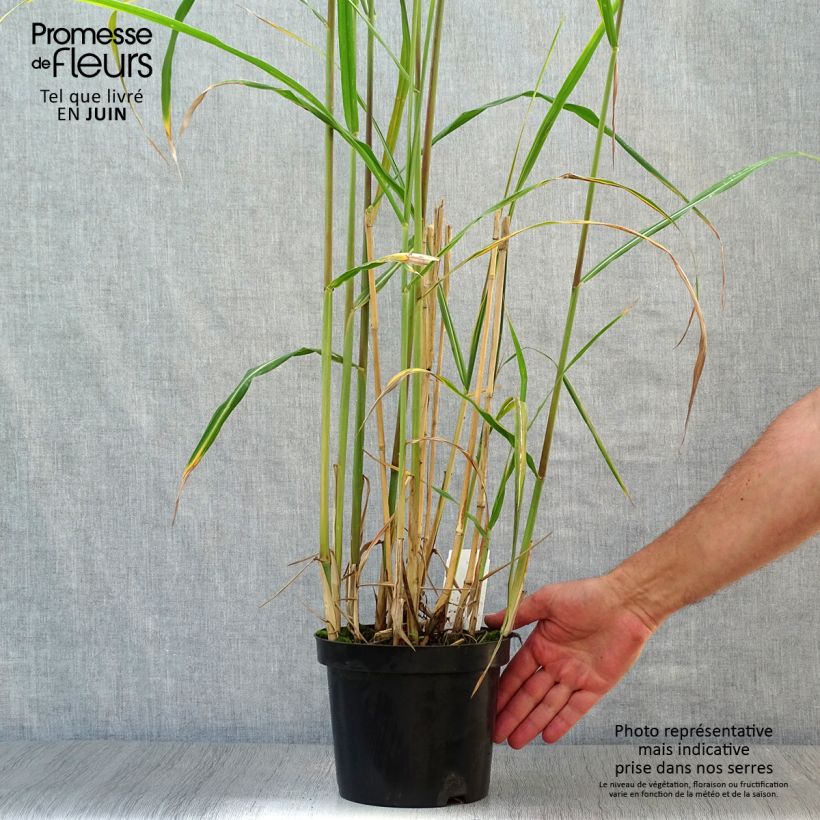 Exemplar von Riesen-Chinaschilf - Miscanthus giganteus Topf mit 2L/3L wie im Sommer geliefert