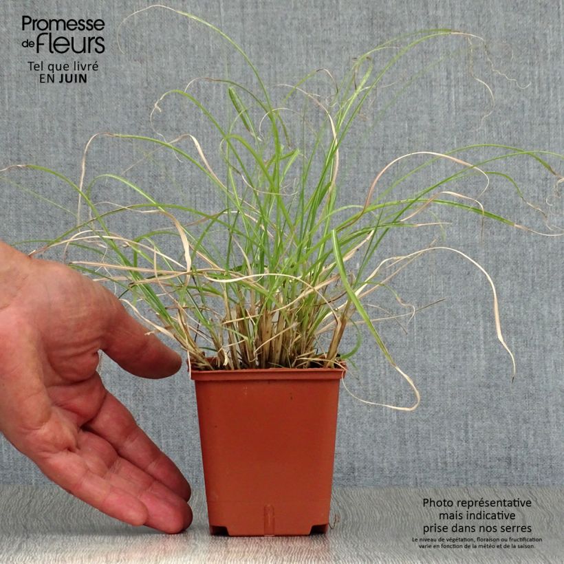 Exemplar von Chinaschilf Adagio - Miscanthus sinensis Kleine Töpfe von 8/9 cm wie im Sommer geliefert
