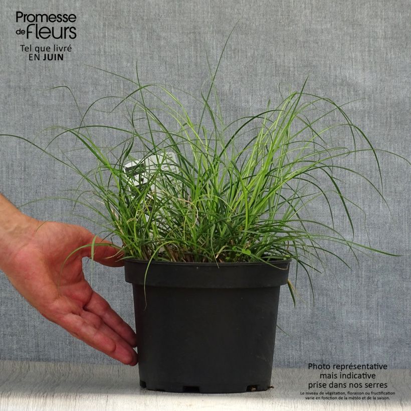Exemplar von Chinaschilf Adagio - Miscanthus sinensis Topf mit 2L/3L wie im Sommer geliefert