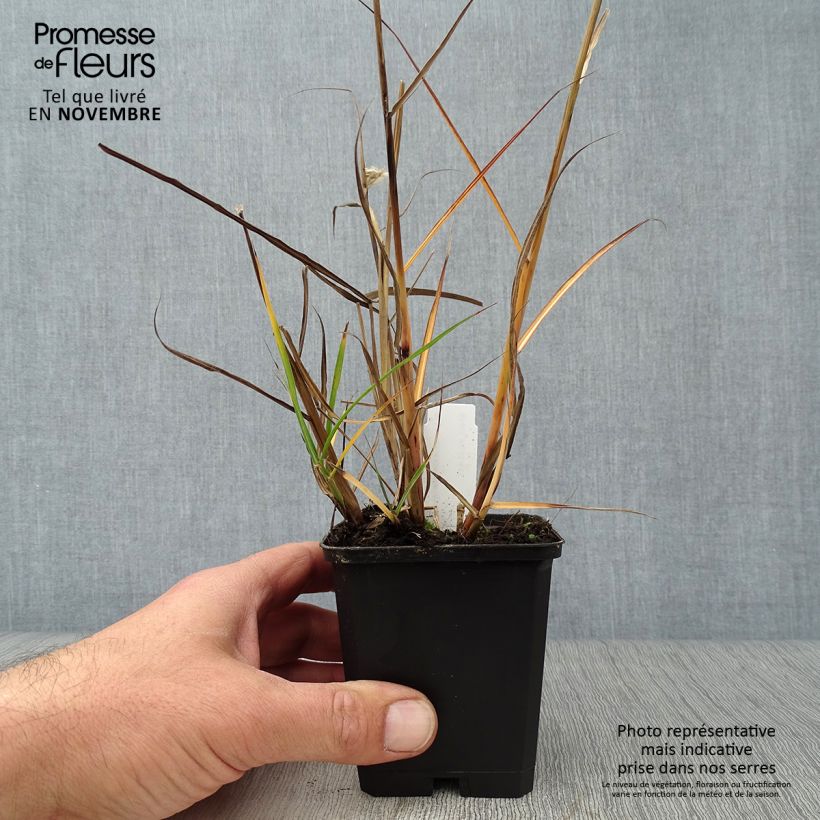 Exemplar von Chinaschilf Aperitiv - Miscanthus sinensis Kleine Töpfe von 8/9 cm wie im Herbst geliefert