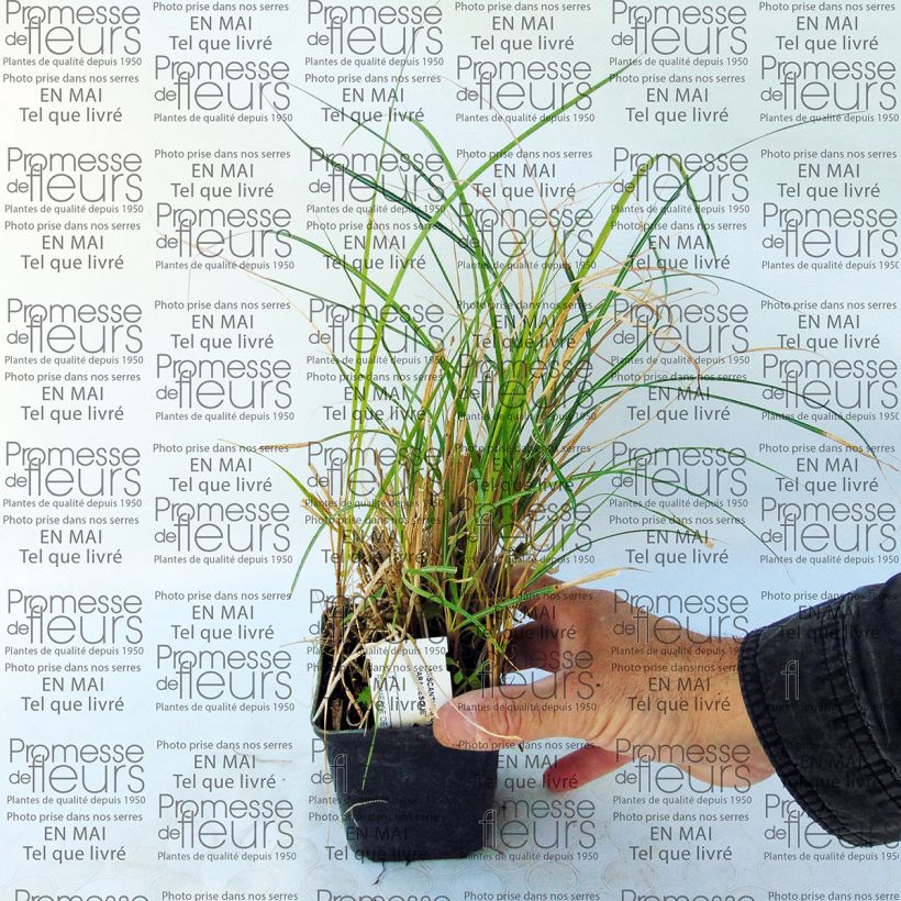 Beispiel eines Exemplars von Chinaschilf Arabesque - Miscanthus sinensis Kleine Töpfe von 8/9 cm wie geliefert