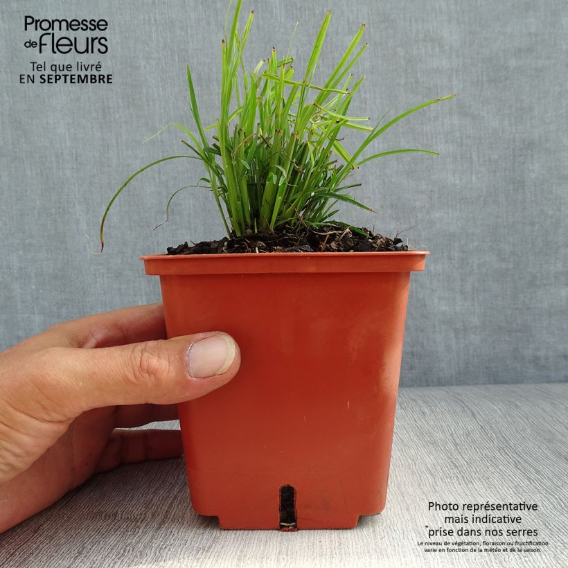 Exemplar von Chinaschilf Cute One - Miscanthus sinensis Topf mit 1L/1,5L wie im Herbst geliefert
