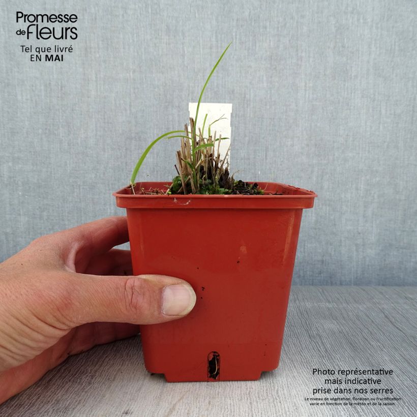 Exemplar von Chinaschilf Cute One - Miscanthus sinensis Topf mit 1L/1,5L wie im Frühjahr geliefert