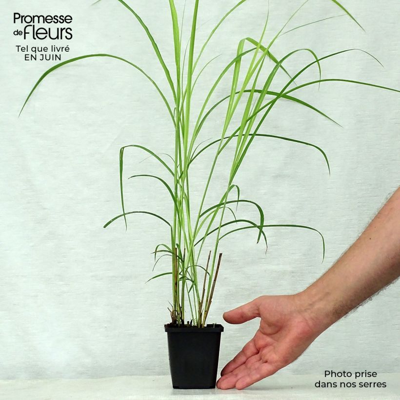 Exemplar von Chinaschilf Dronning Ingrid - Miscanthus sinensis Kleine Töpfe von 8/9 cm wie im Sommer geliefert
