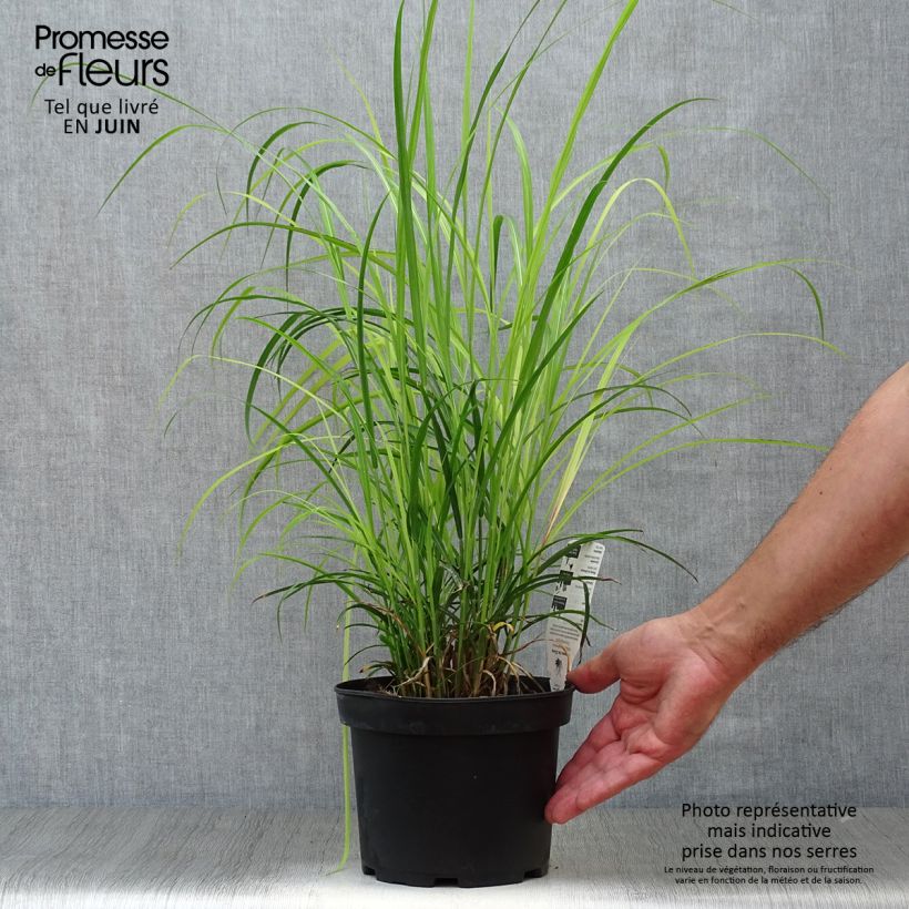 Exemplar von Chinaschilf Dronning Ingrid - Miscanthus sinensis Topf mit 1,5L/2L wie im Sommer geliefert