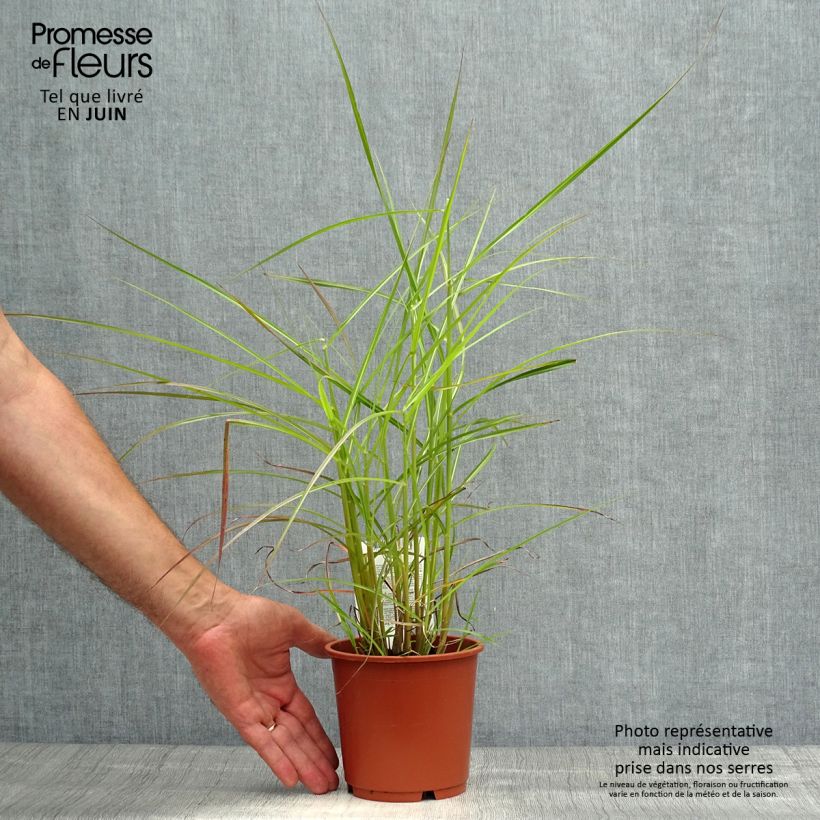 Exemplar von Chinaschilf Ferner Osten - Miscanthus sinensis Topf mit 1L/1,5L wie im Sommer geliefert