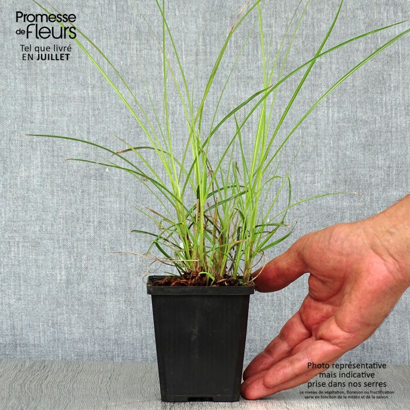 Exemplar von Chinaschilf Flamingo - Miscanthus sinensis Kleine Töpfe von 8/9 cm wie im Sommer geliefert