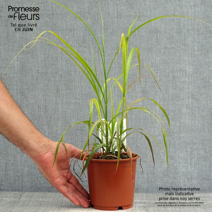 Exemplar von Chinaschilf Ghana - Miscanthus sinensis Topf mit 1L/1,5L wie im Sommer geliefert