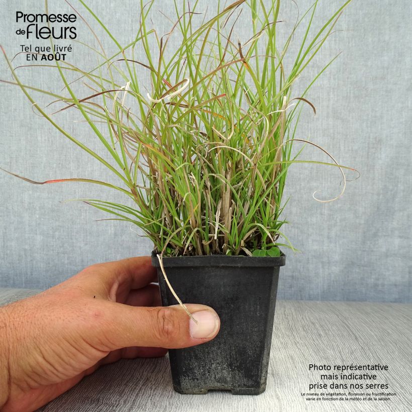 Exemplar von Chinaschilf Gnom - Miscanthus sinensis Kleine Töpfe von 8/9 cm wie im Sommer geliefert