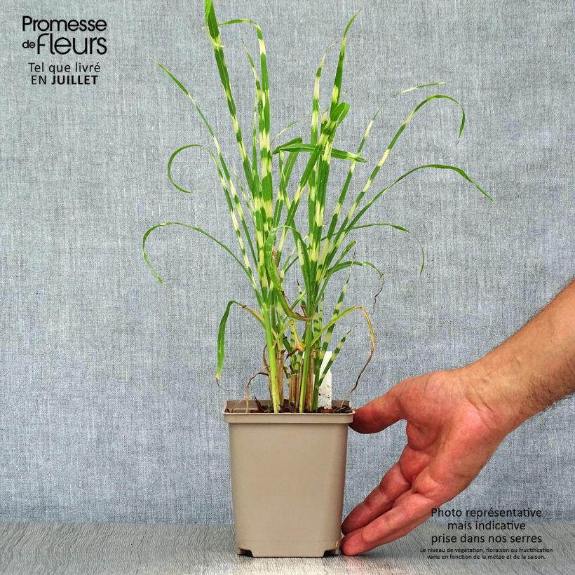Exemplar von Chinaschilf Gold Bar - Miscanthus sinensis Kleine Töpfe von 8/9 cm wie im Sommer geliefert