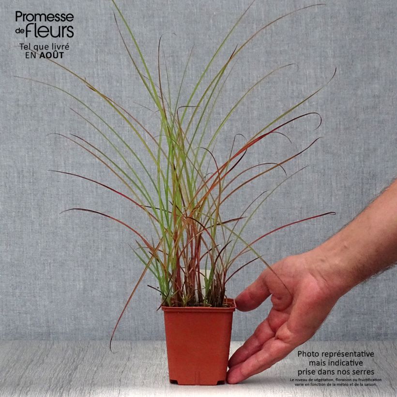 Exemplar von Chinaschilf Graziella - Miscanthus sinensis Kleine Töpfe von 8/9 cm wie im Sommer geliefert