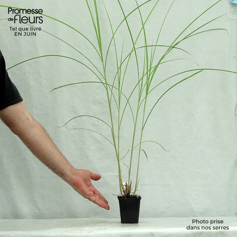 Exemplar von Chinaschilf Kaskade - Miscanthus sinensis Kleine Töpfe von 8/9 cm wie im Sommer geliefert