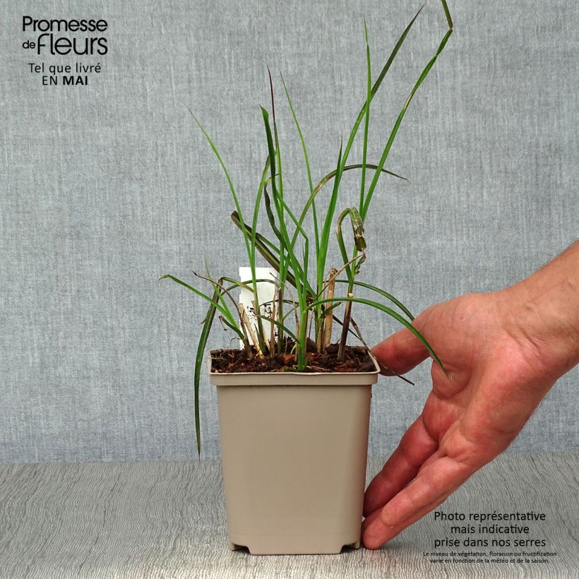 Exemplar von Chinaschilf Kleine Fontäne - Miscanthus sinensis Kleine Töpfe von 8/9 cm wie im Frühjahr geliefert