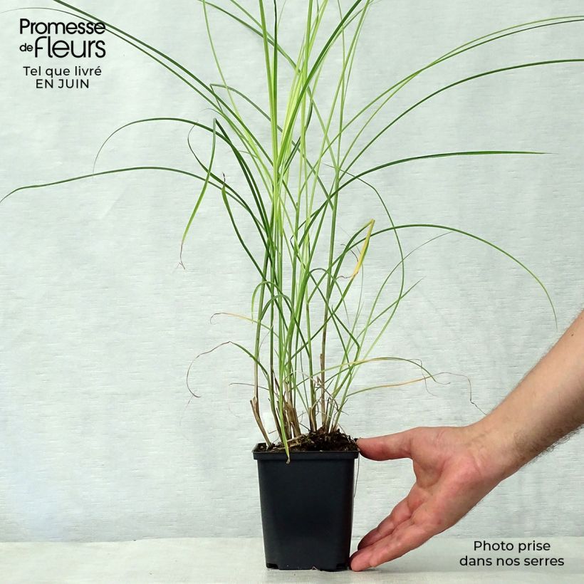 Exemplar von Chinaschilf Kleine Silberspinne - Miscanthus sinensis Kleine Töpfe von 8/9 cm wie im Sommer geliefert