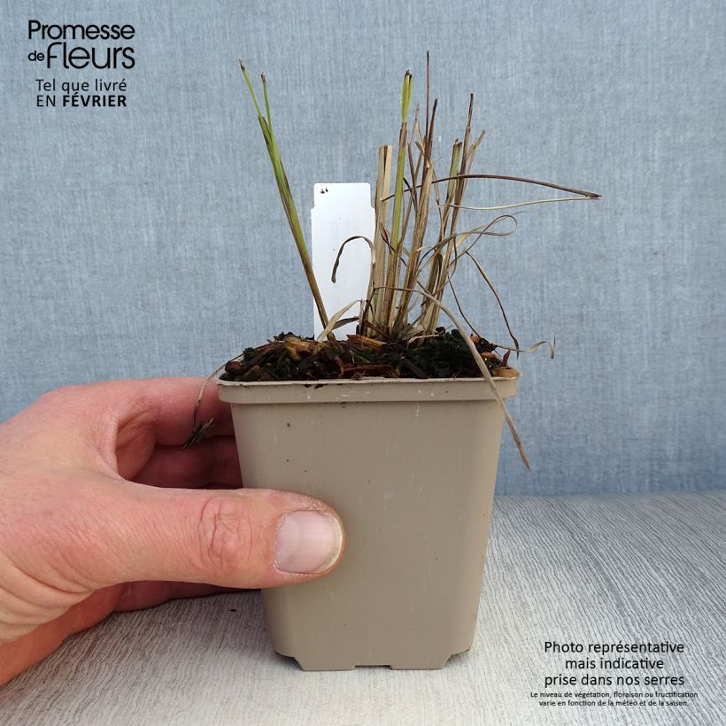 Exemplar von Chinaschilf Little Miss - Miscanthus sinensis Kleine Töpfe von 8/9 cm wie im Winter geliefert