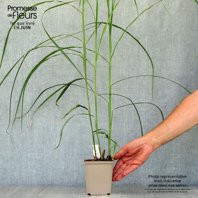 Exemplar von Chinaschilf Malepartus - Miscanthus sinensis Kleine Töpfe von 8/9 cm wie im Sommer geliefert
