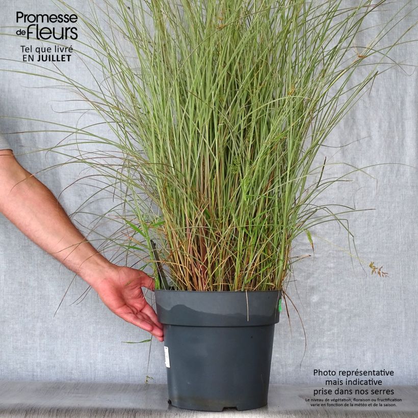 Exemplar von Chinaschilf Morning Light - Miscanthus sinensis Topf mit 7,5L/10L wie im Sommer geliefert