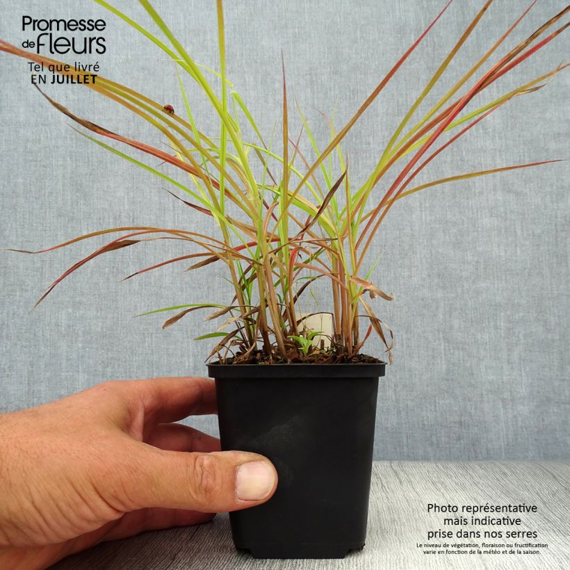 Exemplar von Chinaschilf Nippon - Miscanthus sinensis Kleine Töpfe von 8/9 cm wie im Sommer geliefert