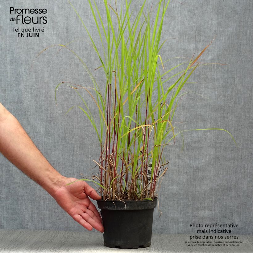 Exemplar von Chinaschilf Purpurascens - Miscanthus sinensis Topf mit 2L/3L wie im Sommer geliefert