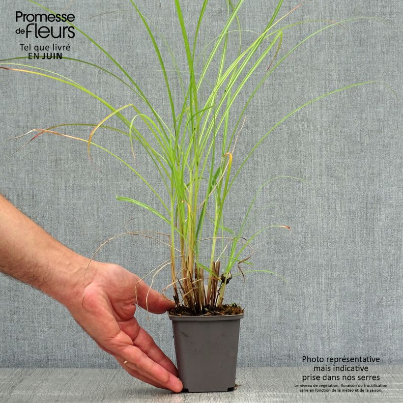 Exemplar von Chinaschilf Red Chief - Miscanthus sinensis Kleine Töpfe von 8/9 cm wie im Sommer geliefert
