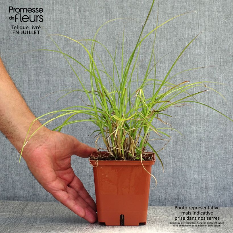 Exemplar von Chinaschilf Red Chief - Miscanthus sinensis Topf mit 1,5L/2L wie im Sommer geliefert
