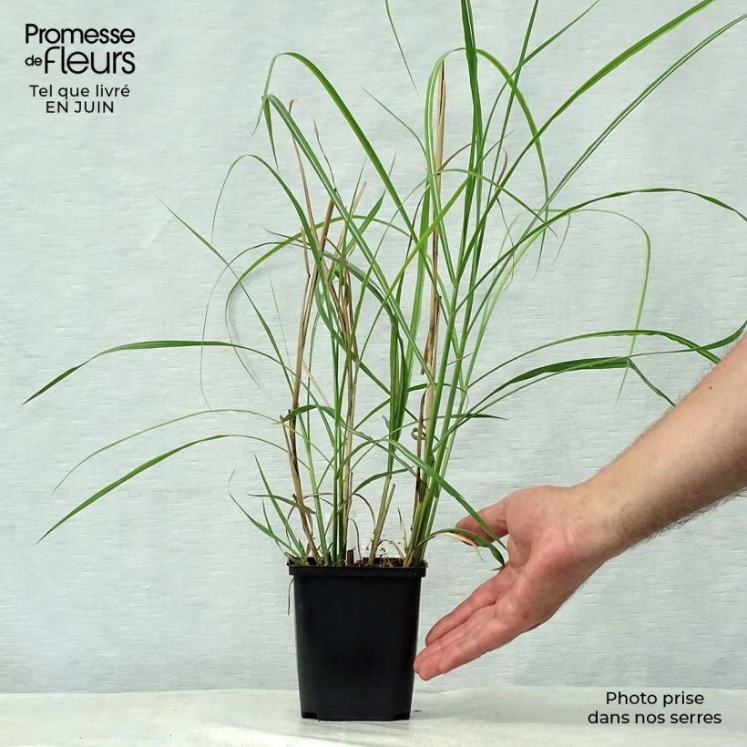 Exemplar von Chinaschilf Rotsilber - Miscanthus sinensis Kleine Töpfe von 8/9 cm wie im Sommer geliefert