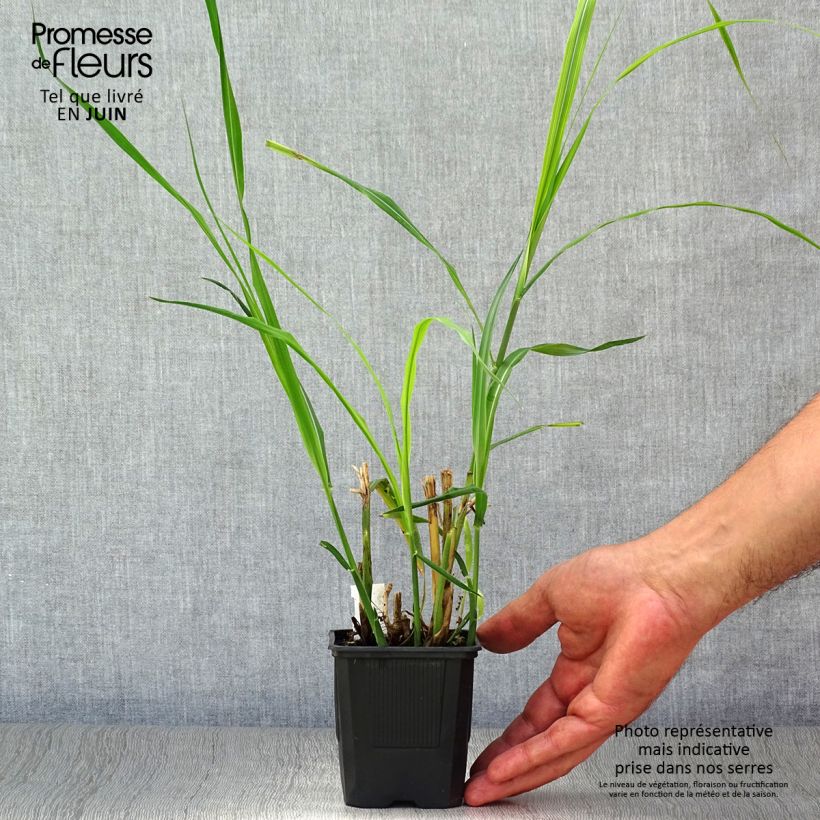 Exemplar von Chinaschilf Silberfeder - Miscanthus sinensis Kleine Töpfe von 8/9 cm wie im Sommer geliefert