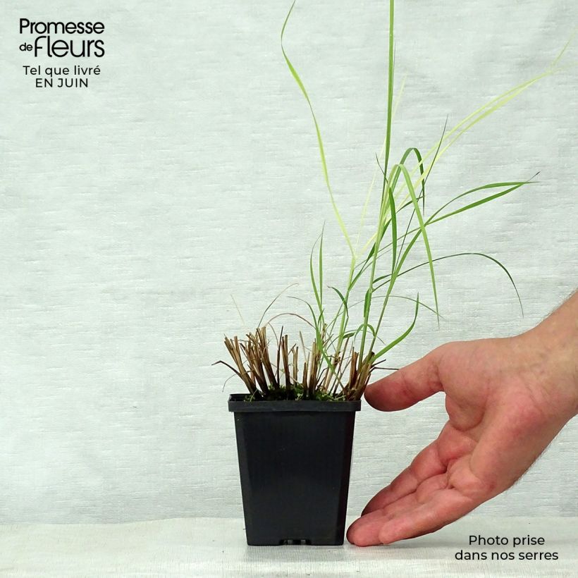 Exemplar von Chinaschilf Silberspinne - Miscanthus sinensis Kleine Töpfe von 8/9 cm wie im Sommer geliefert