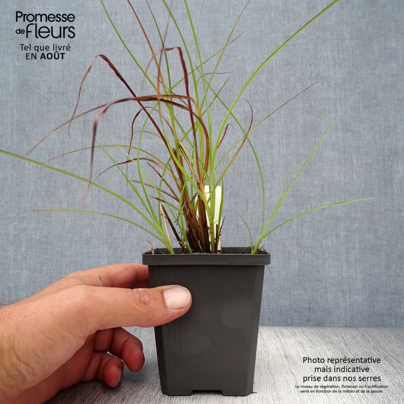 Exemplar von Chinaschilf Sirene - Miscanthus sinensis Kleine Töpfe von 8/9 cm wie im Sommer geliefert
