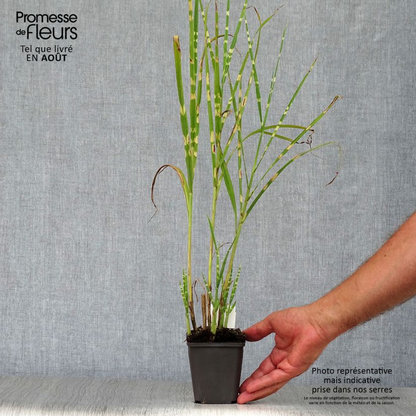 Exemplar von Chinaschilf Strictus - Miscanthus sinensis Kleine Töpfe von 8/9 cm wie im Sommer geliefert