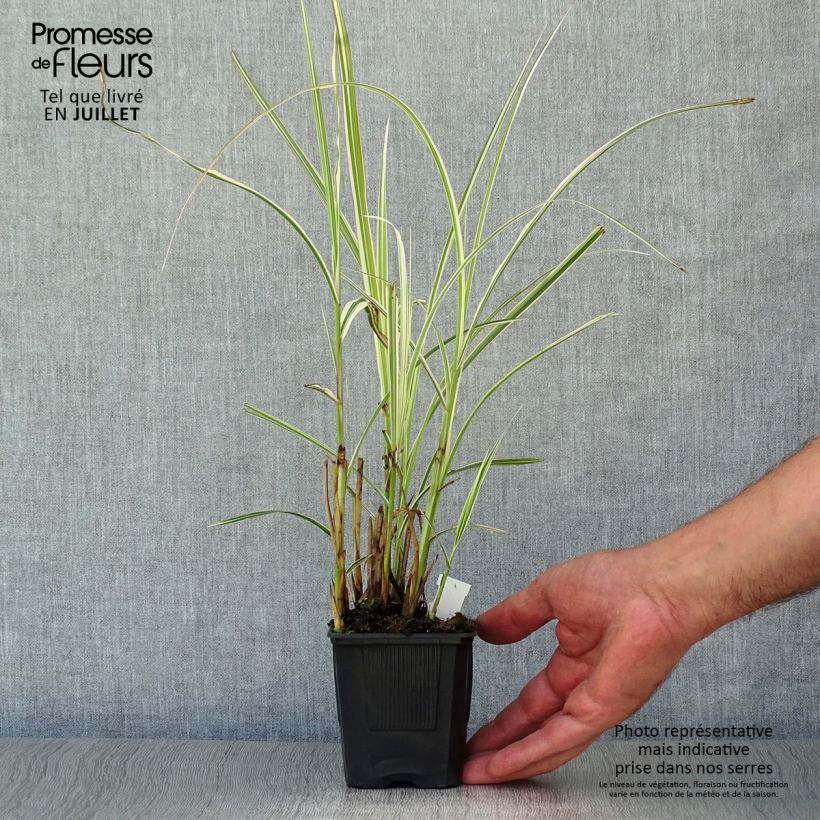 Exemplar von Chinaschilf Variegatus - Miscanthus sinensis Kleine Töpfe von 8/9 cm wie im Sommer geliefert