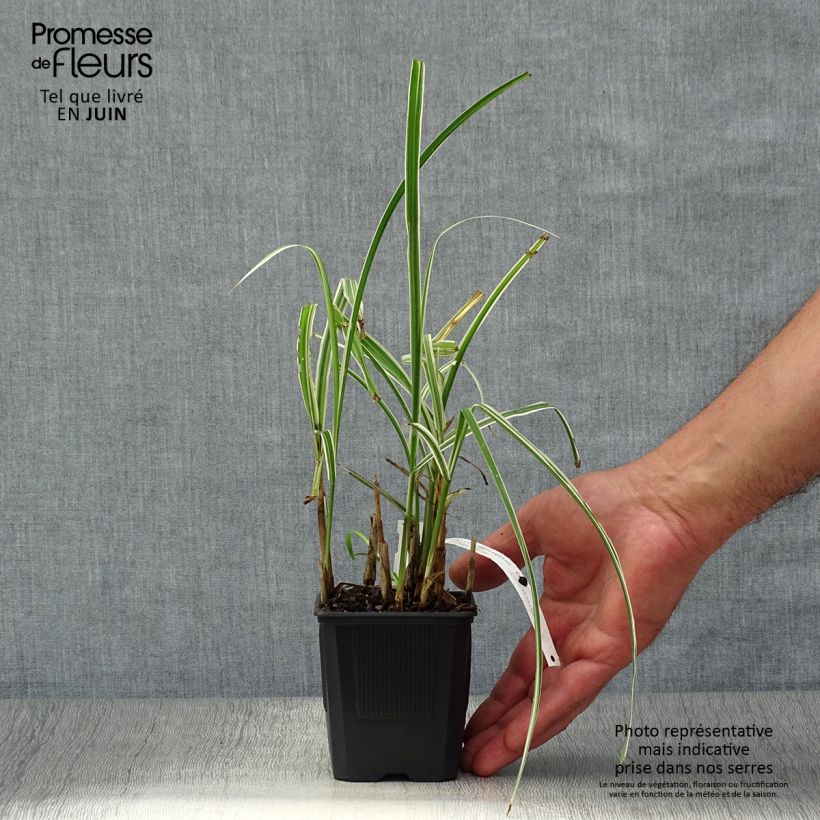 Exemplar von Chinaschilf Variegatus - Miscanthus sinensis Topf mit 2L/3L wie im Sommer geliefert