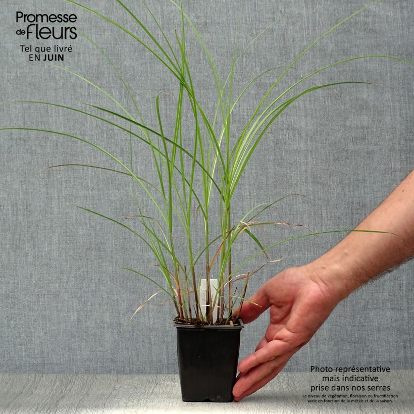 Exemplar von Chinaschilf Yaku-Jima - Miscanthus sinensis Kleine Töpfe von 8/9 cm wie im Sommer geliefert