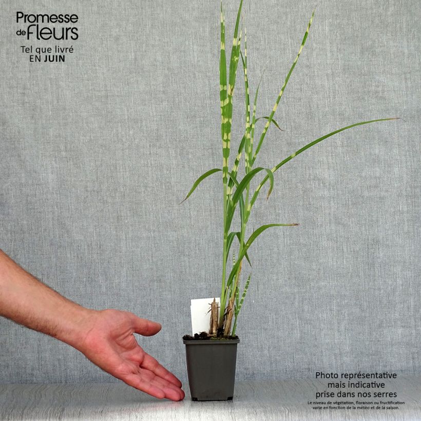 Exemplar von Chinaschilf Zebrinus - Miscanthus sinensis Kleine Töpfe von 8/9 cm wie im Sommer geliefert