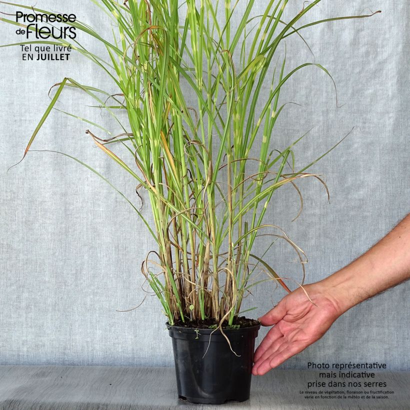 Exemplar von Chinaschilf Zebrinus - Miscanthus sinensis Topf mit 2L/3L wie im Sommer geliefert