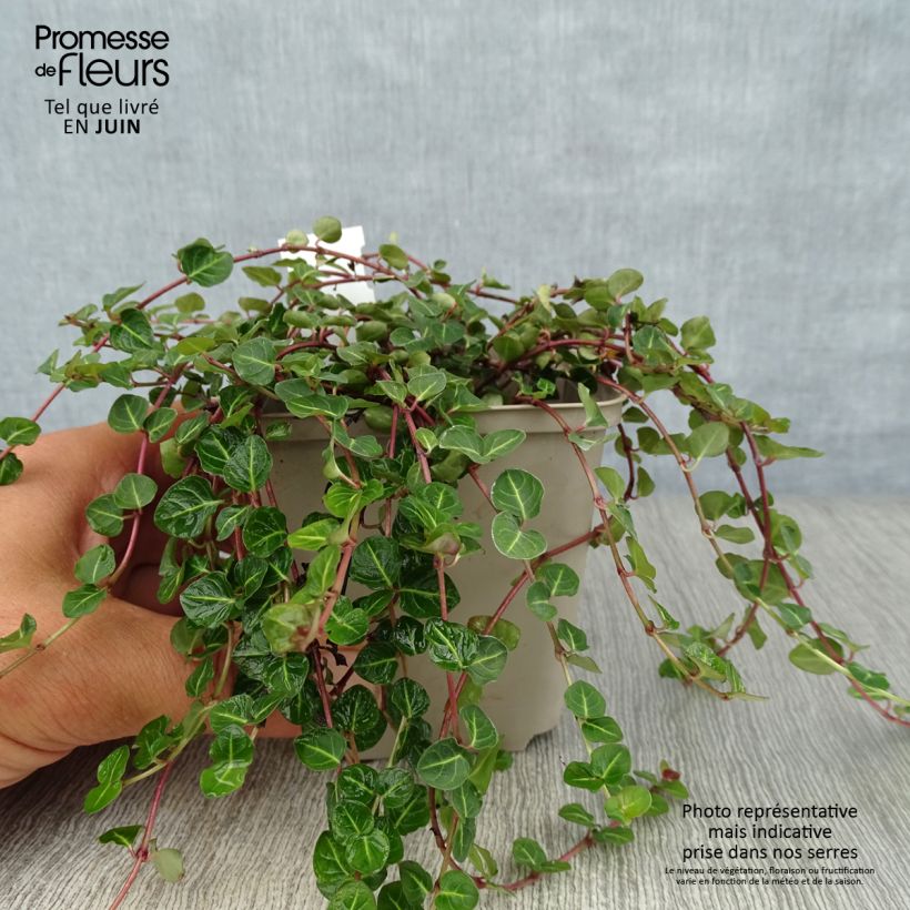 Exemplar von Mitchella repens - Rebhuhnbeere Kleine Töpfe von 8/9 cm wie im Sommer geliefert