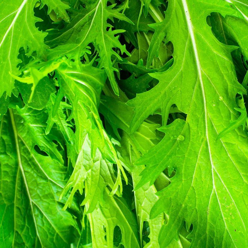Japanischer Senfkohl Mizuna japonica Bio - Ferme de Sainte Marthe (Laub)