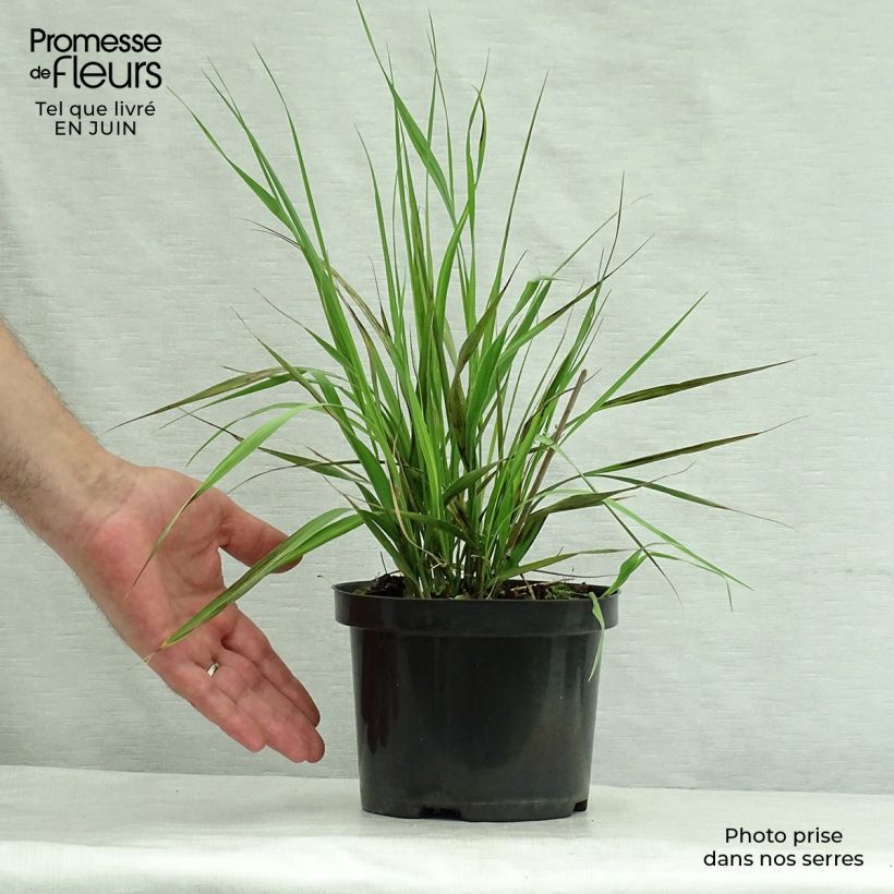 Exemplar von Molinia caerulea subsp. arundinacea Karl Foerster - Rohr-Pfeifengras Topf mit 2L/3L wie im Sommer geliefert