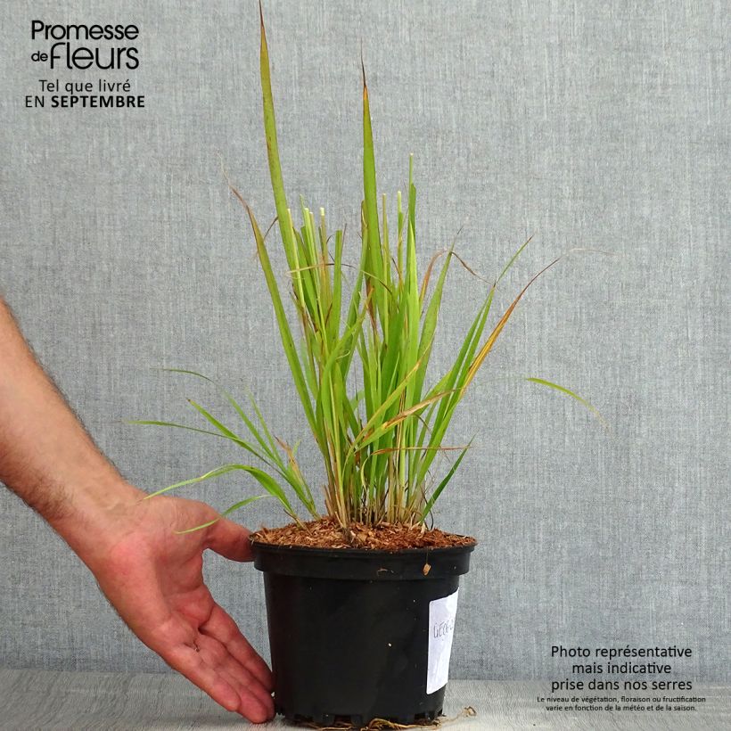 Exemplar von Molinia caerulea subsp. arundinacea Transparent - Rohr-Pfeifengras Topf mit 2L/3L wie im Sommer geliefert