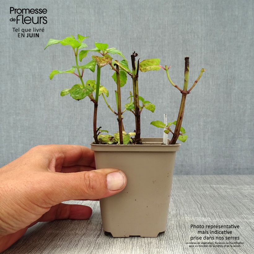 Exemplar von Monarda Melissa - Indianernessel Kleine Töpfe von 8/9 cm wie im Sommer geliefert