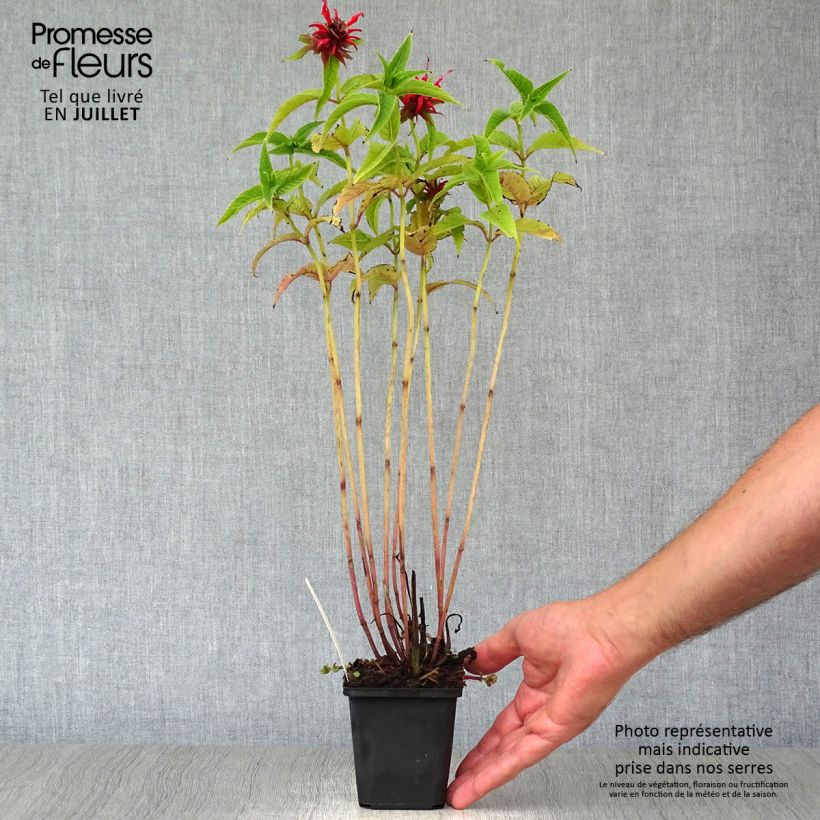 Exemplar von Monarda Squaw - Indianernessel Kleine Töpfe von 8/9 cm wie im Sommer geliefert