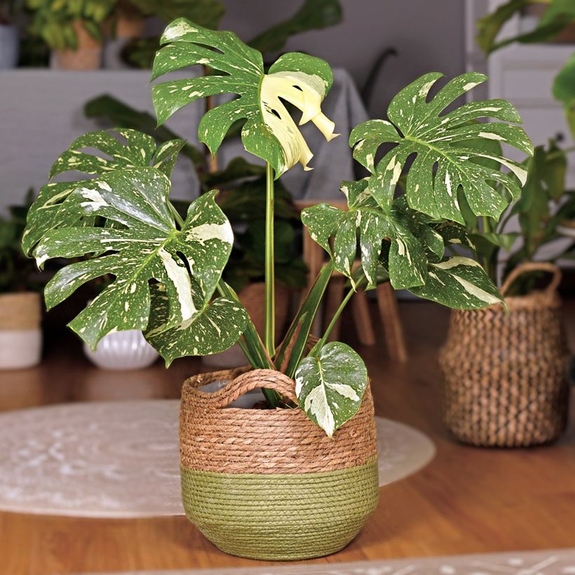 Monstera Thai Constellation - Fensterblatt (Hafen)