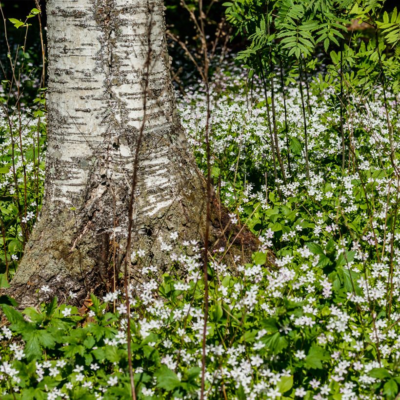 Claytonia sibirica Alba - Sibirische Claytonie (Hafen)