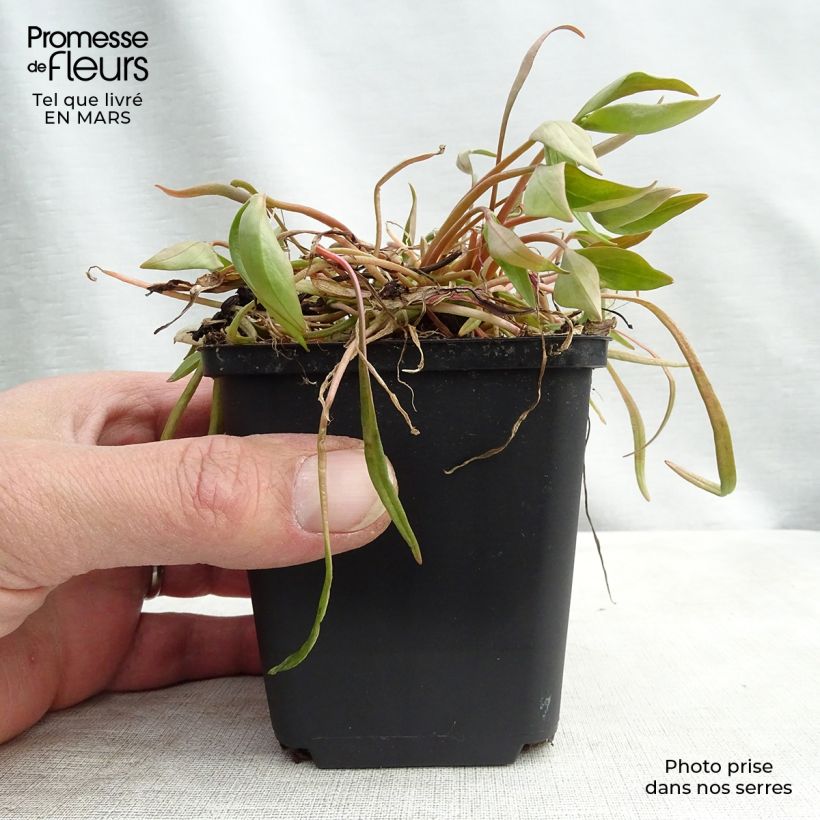 Exemplar von Claytonia sibirica - Sibirische Claytonie Kleine Töpfe von 8/9 cm wie im Frühjahr geliefert