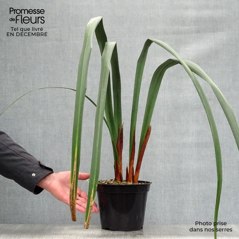Exemplar von Moraea huttonii - Kap-Iris Topf mit 4L/5L wie im Winter geliefert