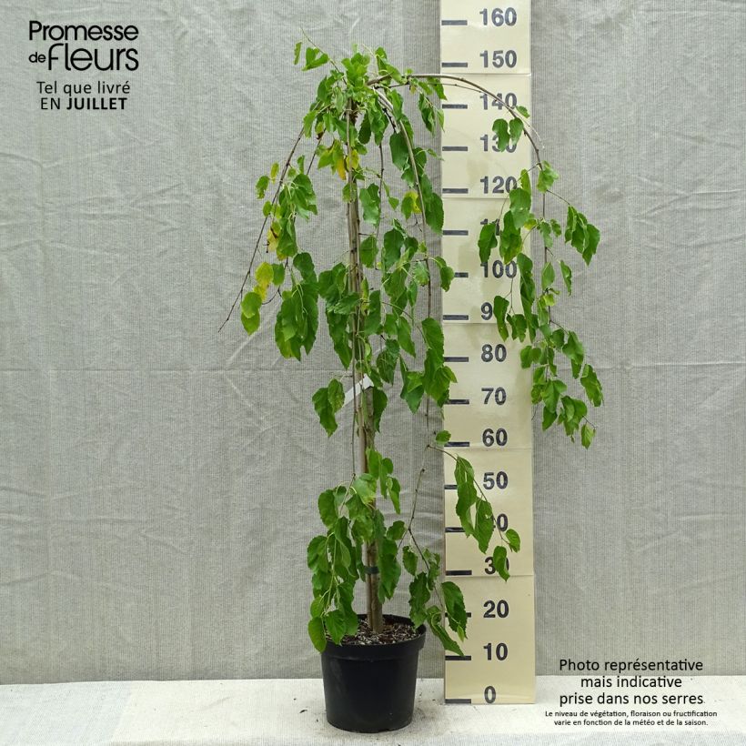 Exemplar von Morus alba Pendula - Weißer Maulbeerbaum Topf mit 7,5L/10L wie im Sommer geliefert